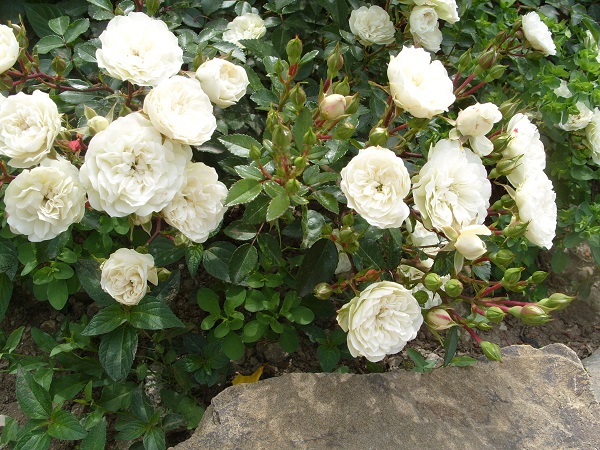 Вибираємо кращі сорти троянд: шраби, плетисті, поліантові і інші