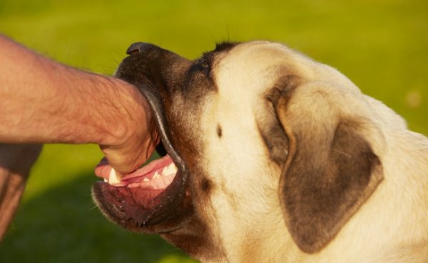 Укус собаки: перша допомога в домашніх умовах