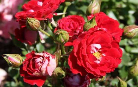 Троянди «Дік Дік»: опис, переваги сорту. Вирощування троянд сорту «Дік Дік» в горщику і в відкритому грунті