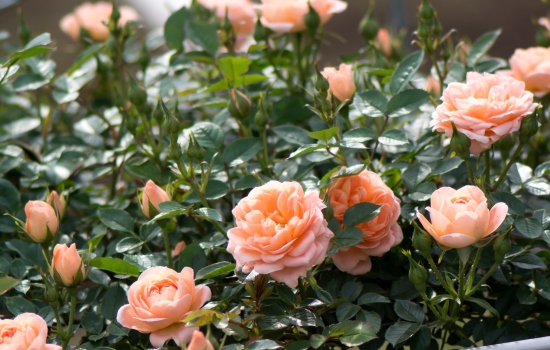 Вибираємо кращі сорти троянд: шраби, плетисті, поліантові і інші