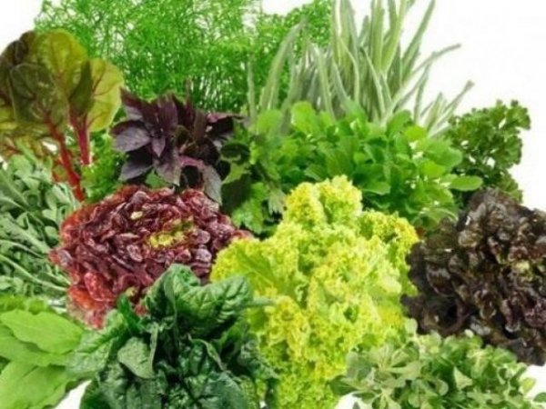 Вітаміни з грядки. Які городні овочі найкорисніші?