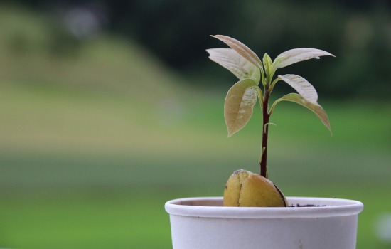 Вирощуємо авокадо з кісточки в домашніх умовах. Всі тонкощі і хитрощі процесу